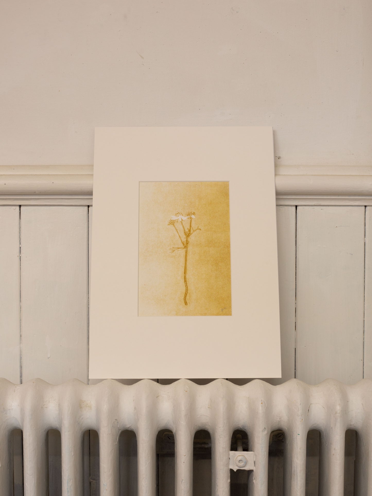 Chamomile 2 - Monoprint 1/1