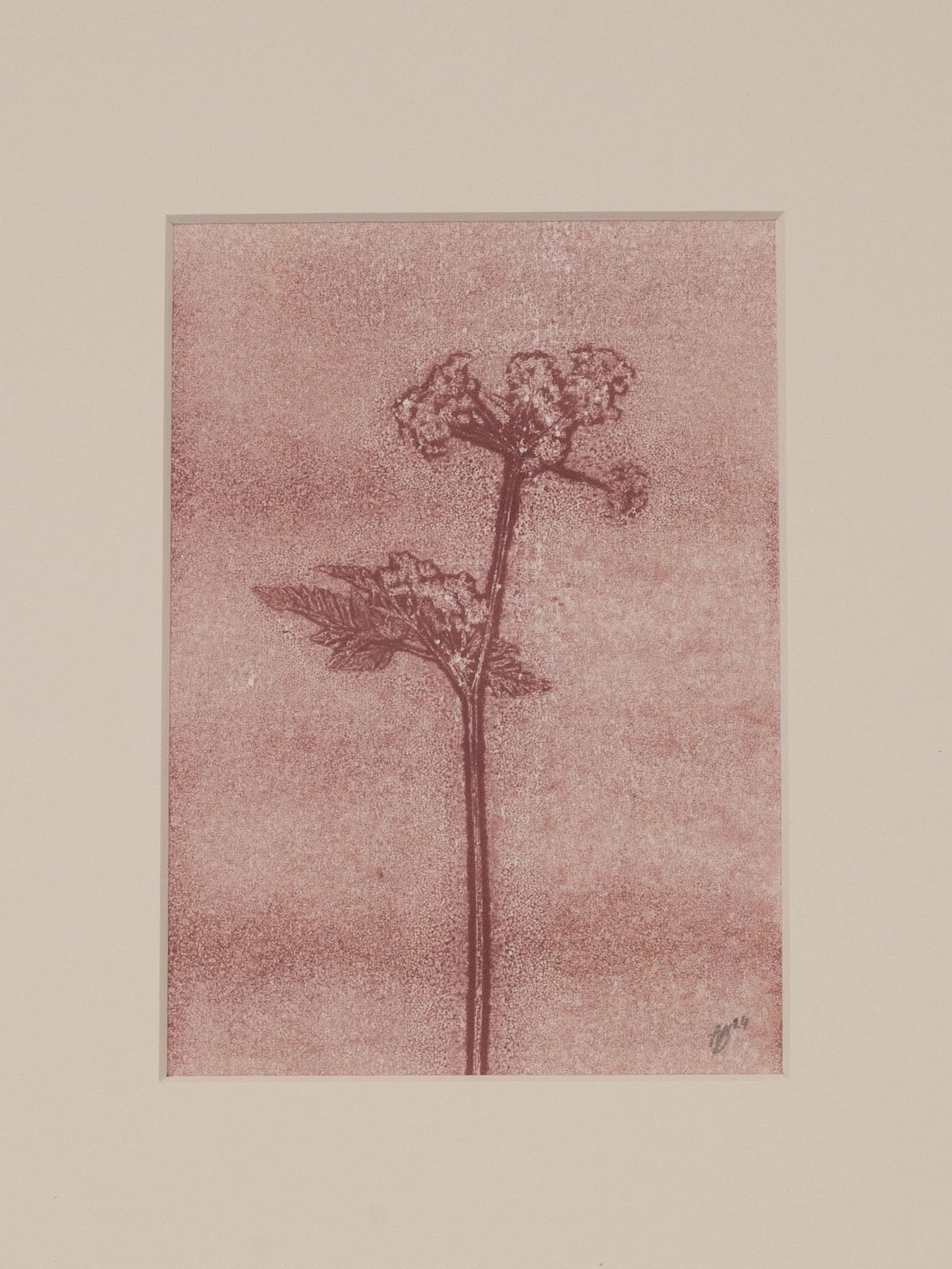 Cow Parsley 2, Mauve Ghost Monoprint
