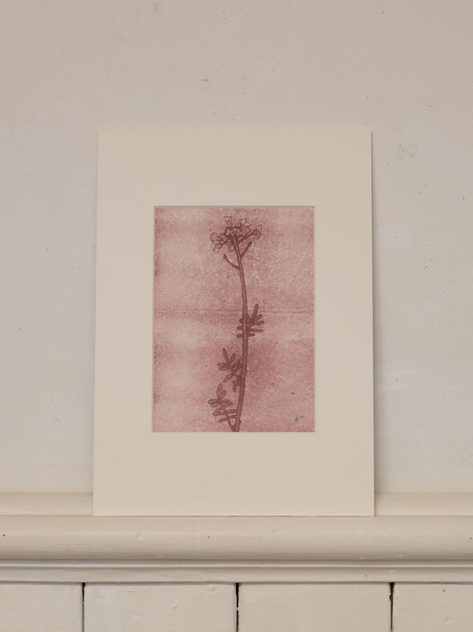 Cuckoo Flower 2, Mauve Ghost Print