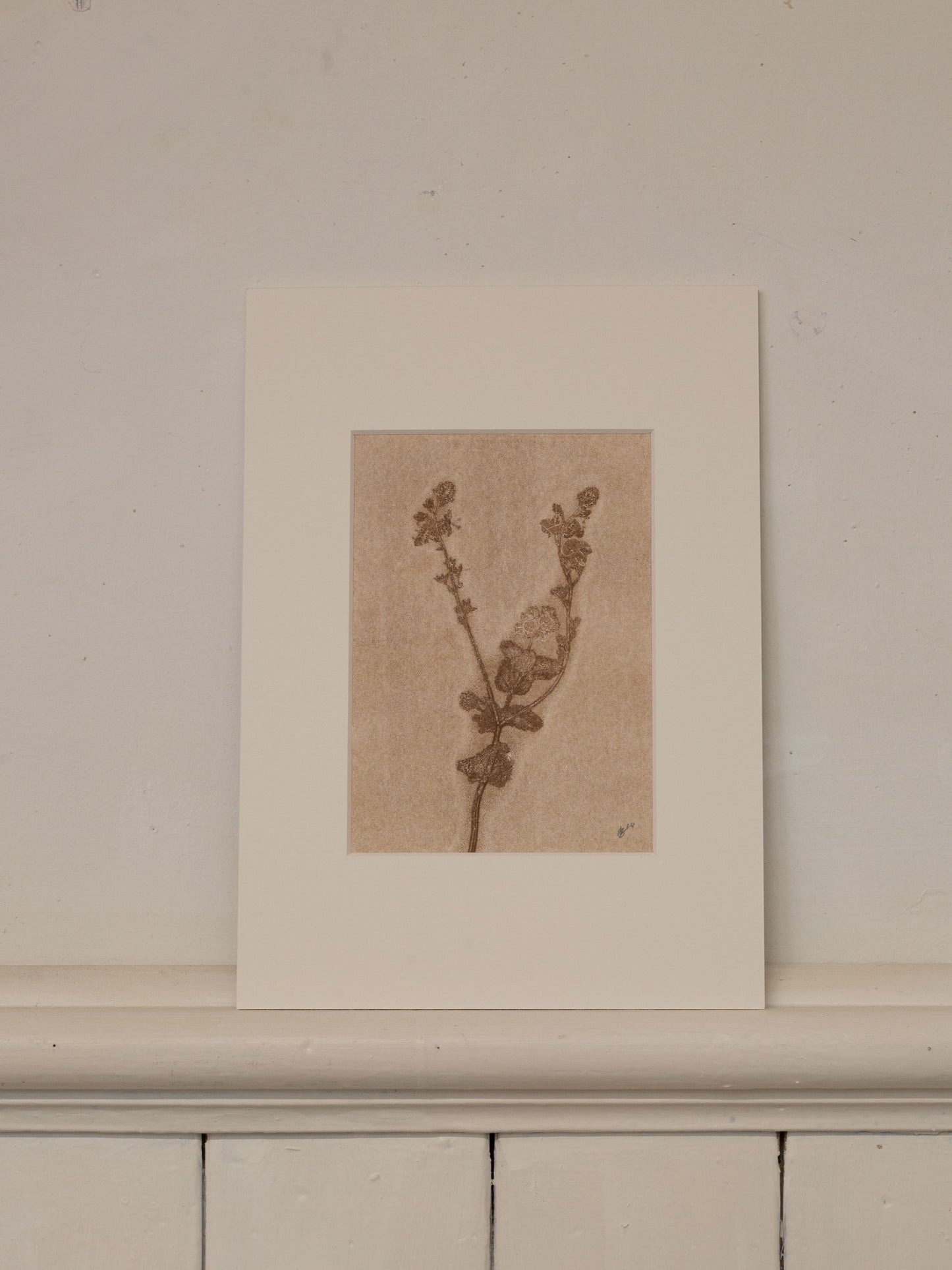 Speedwell 1, Ghost Monoprint, Original Botanical Print