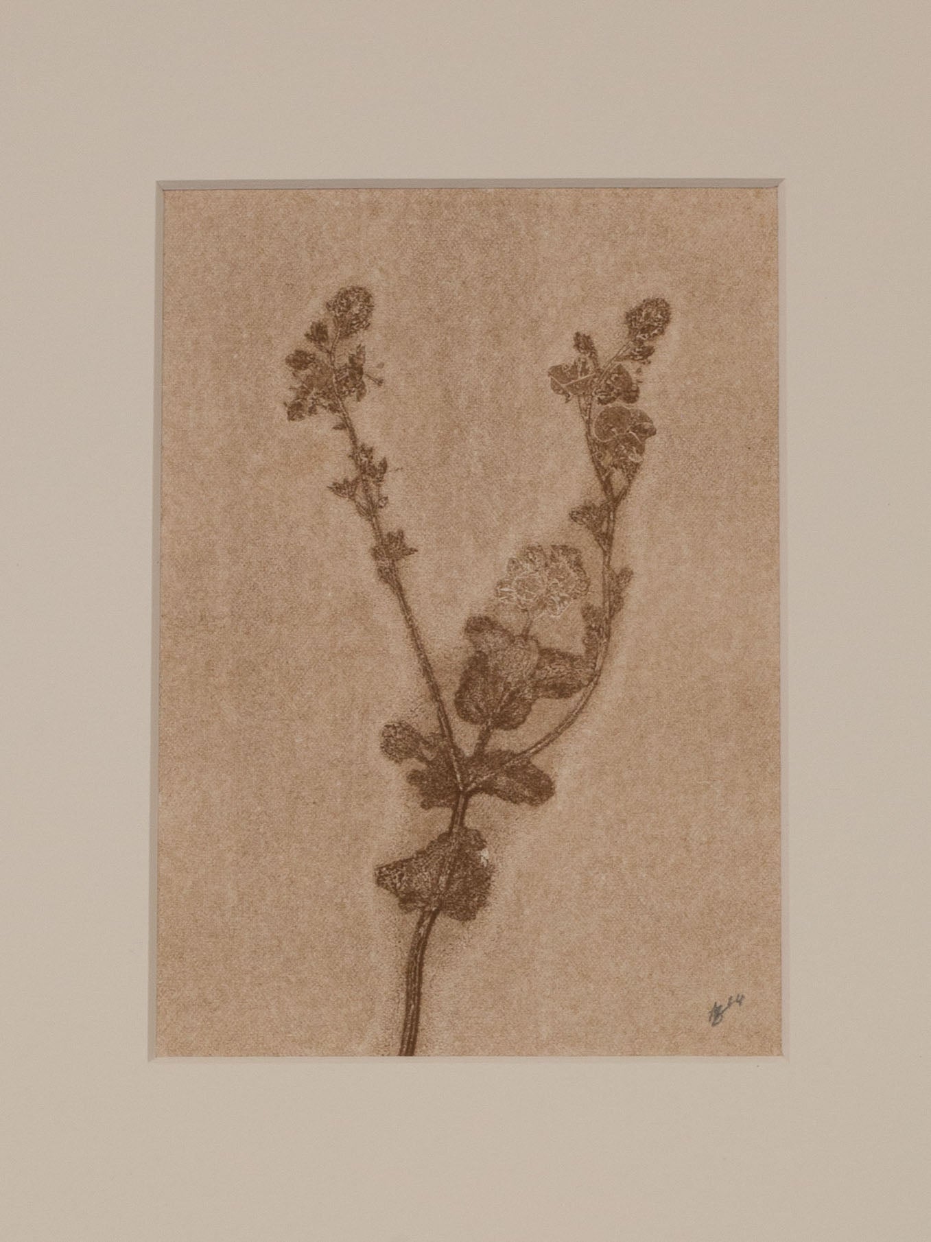 Speedwell 1, Ghost Monoprint, Original Botanical Print