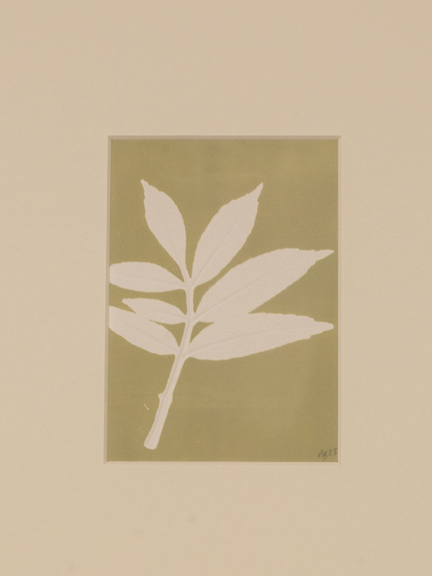 Ash Leaf 02 Sage, Botanical Monoprint 1/1