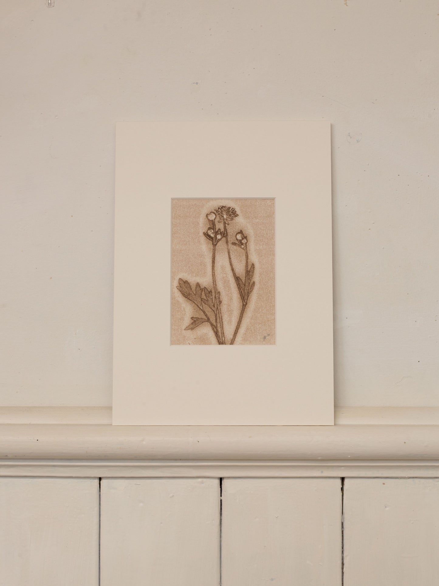 Buttercup Botanical Monoprint 1/1