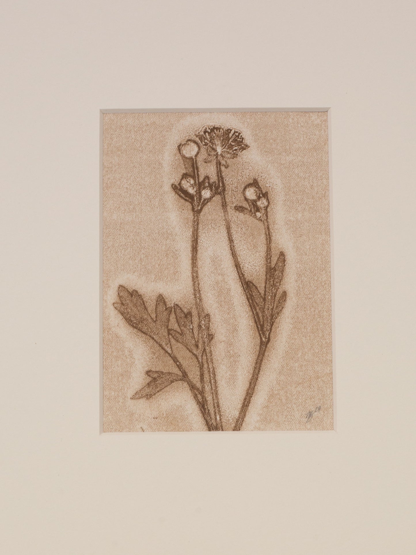 Buttercup Botanical Monoprint 1/1