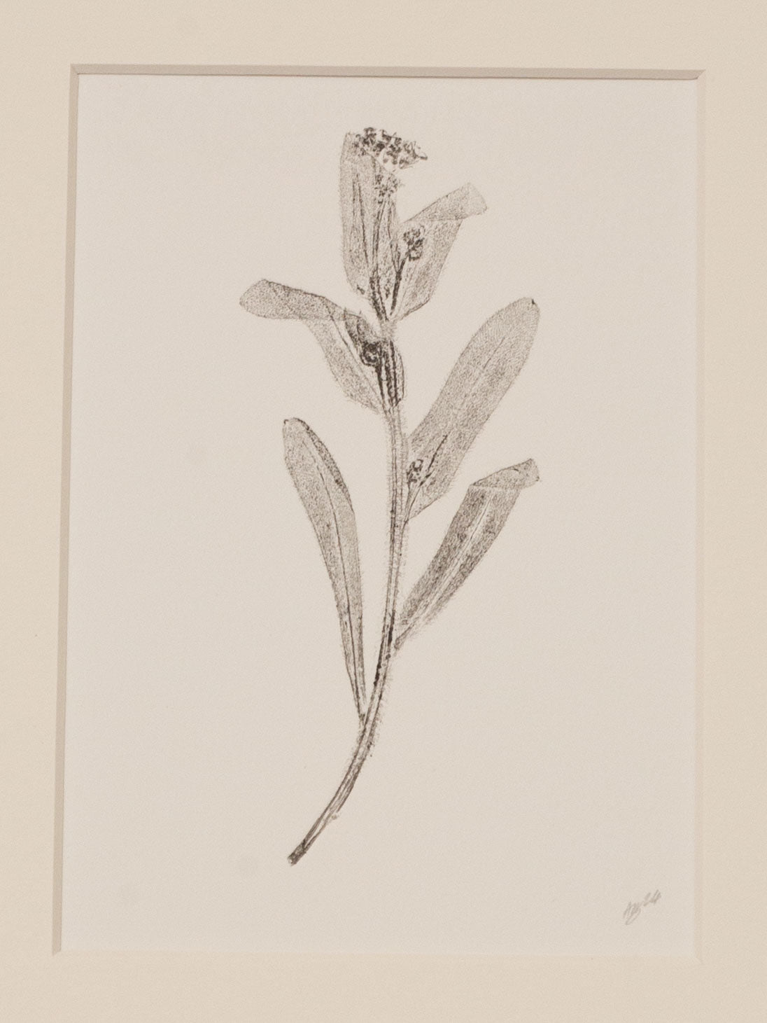 Forget-Me-Not 1, Botanical Black Monoprint