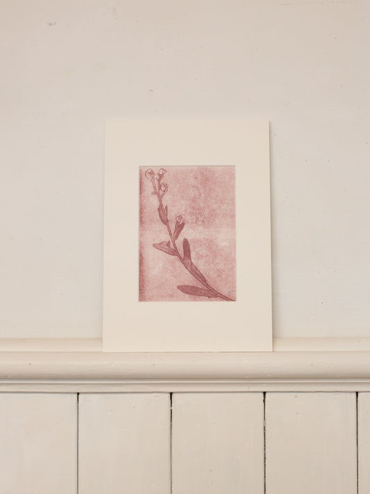 Forget-Me-Not 2, Mauve Ghost Monoprint