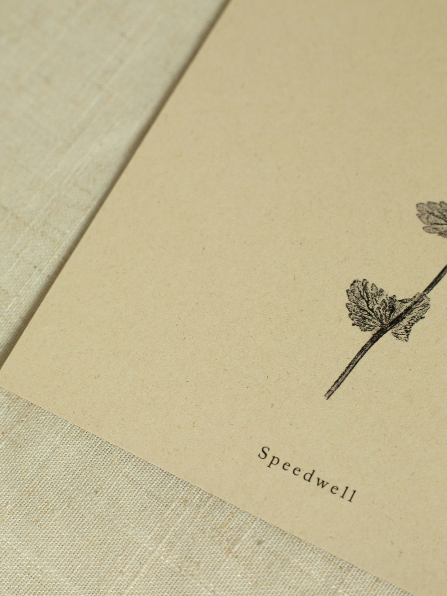 Speedwell - Botanical Art Print