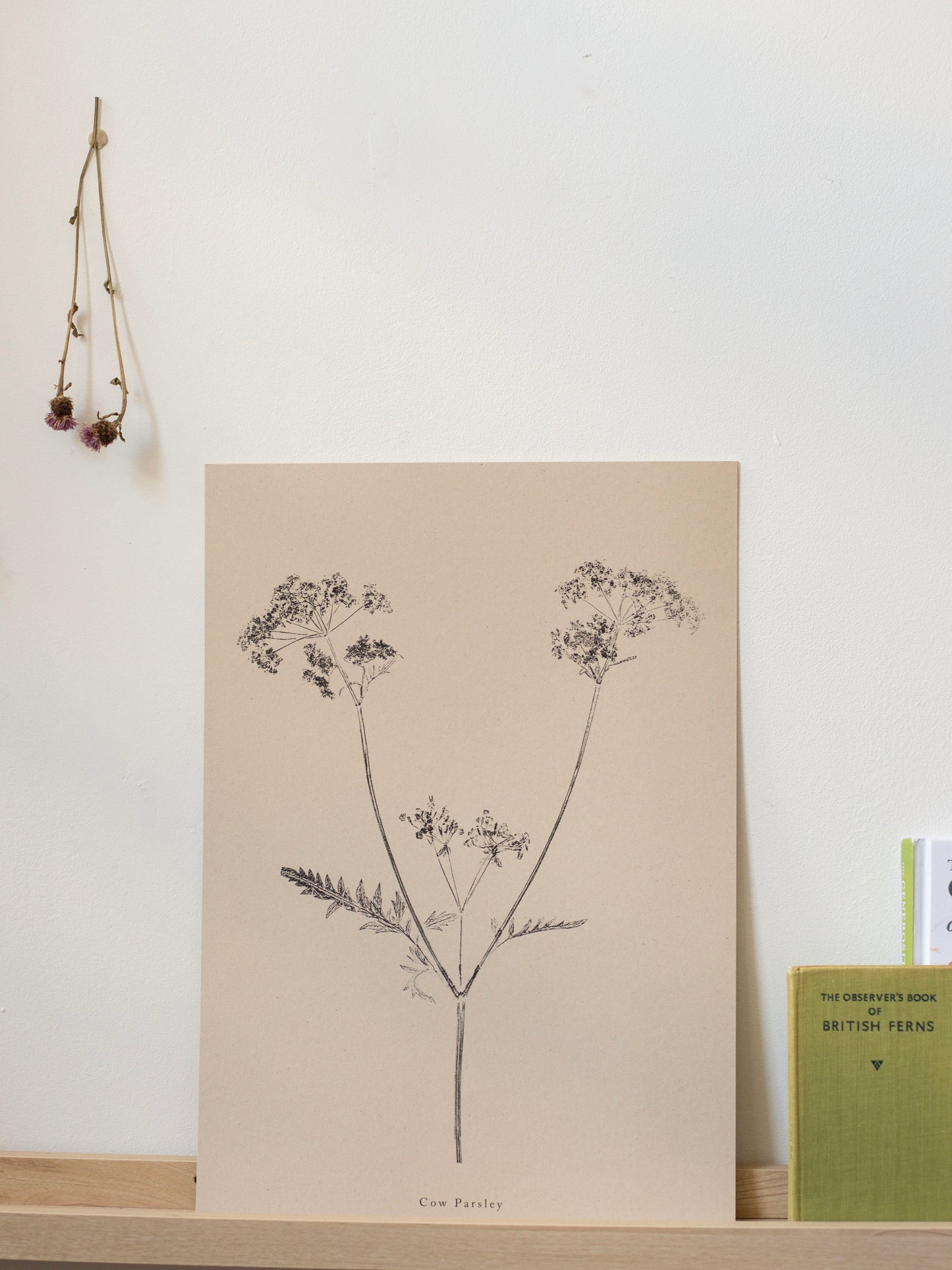 Cow Parsley - Botanical Art Print