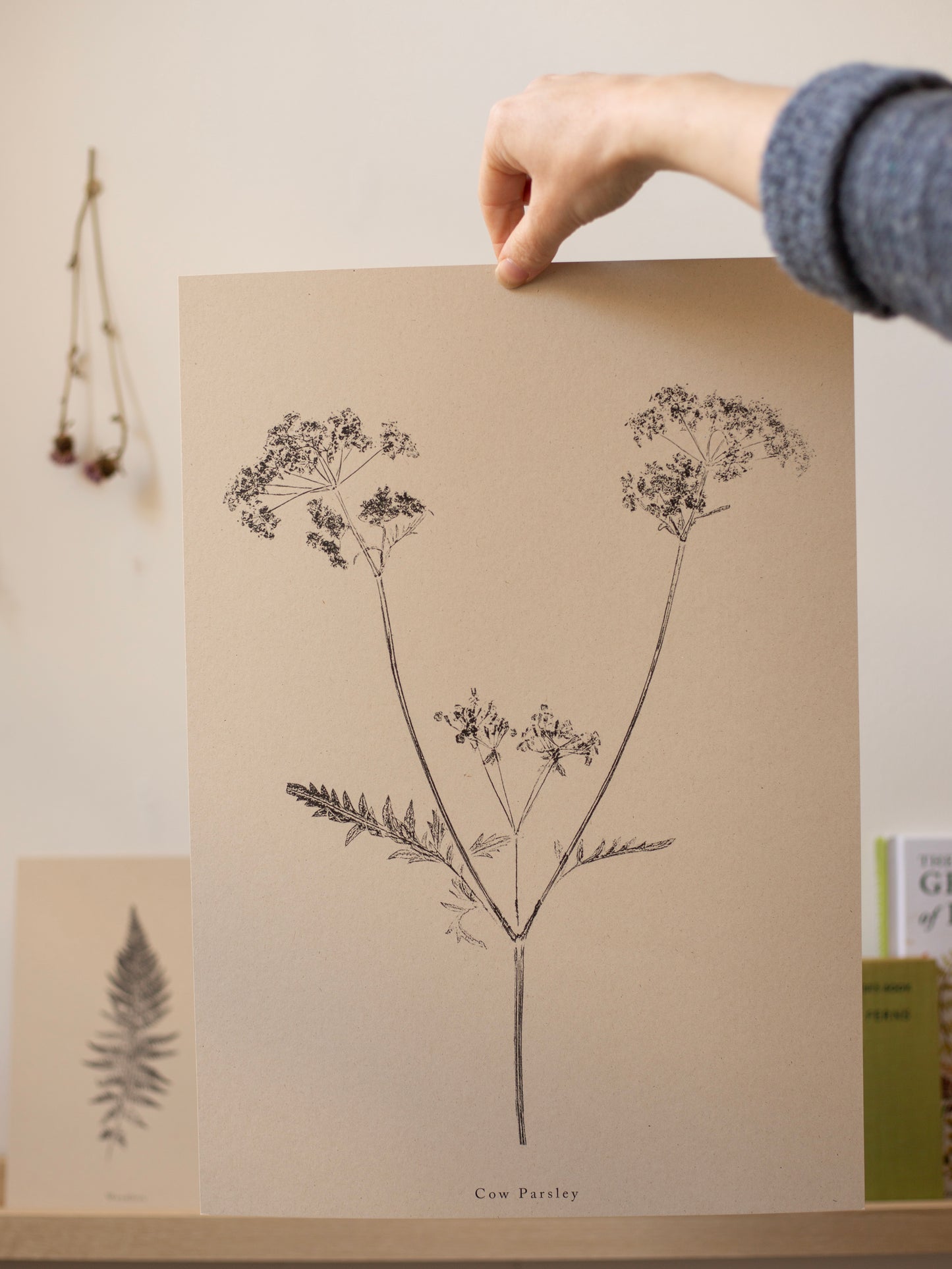 Cow Parsley - Botanical Art Print