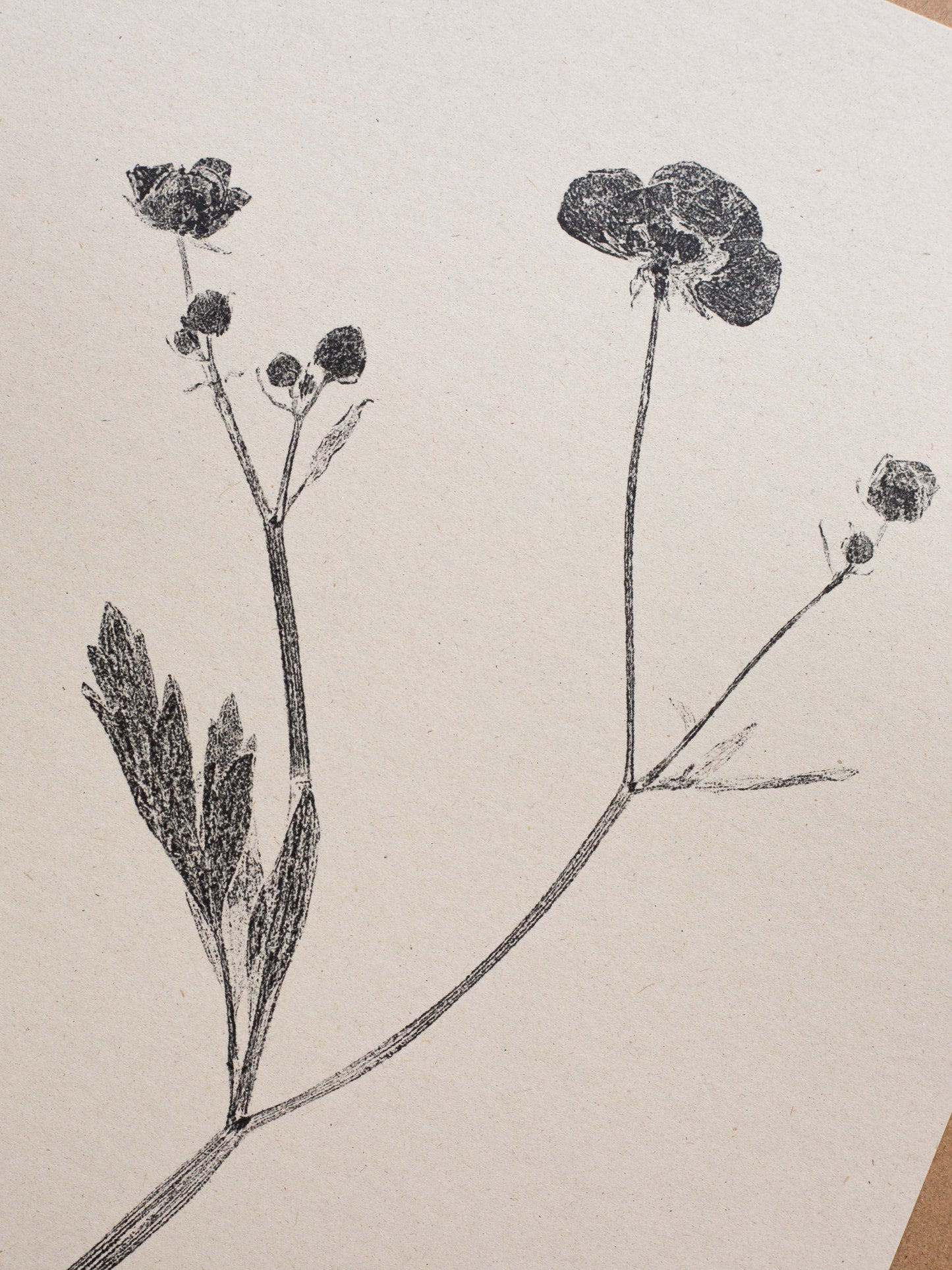 Meadow Buttercup - Botanical Art Print