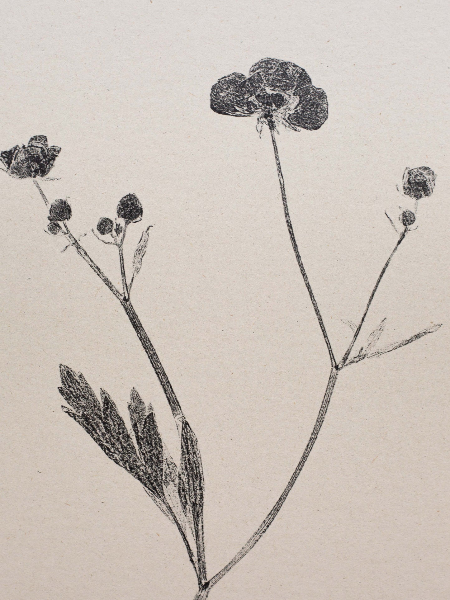 Meadow Buttercup - Botanical Art Print