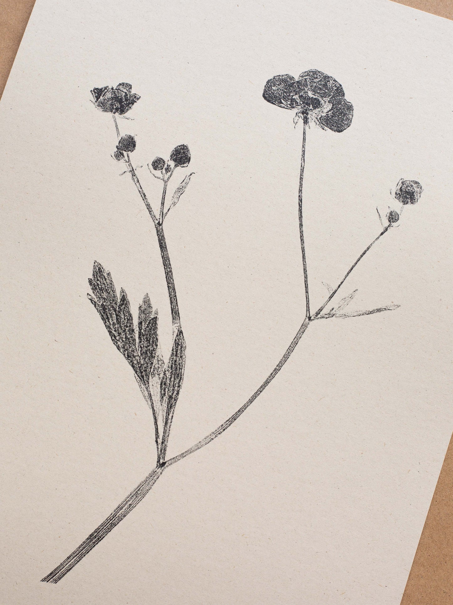 Meadow Buttercup - Botanical Art Print