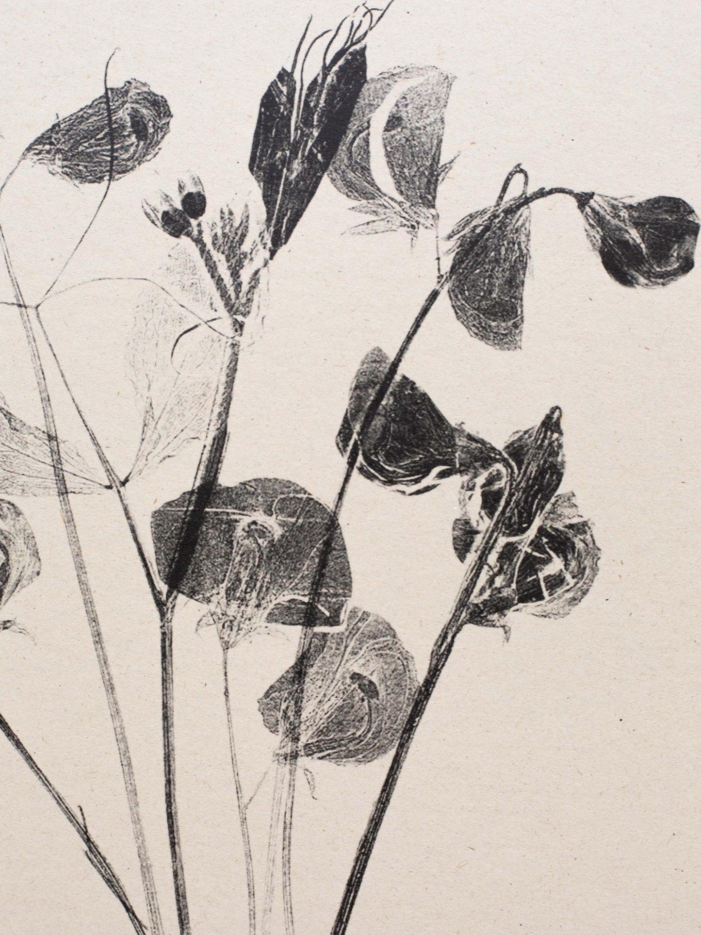 Sweet Peas - Botanical Art Print