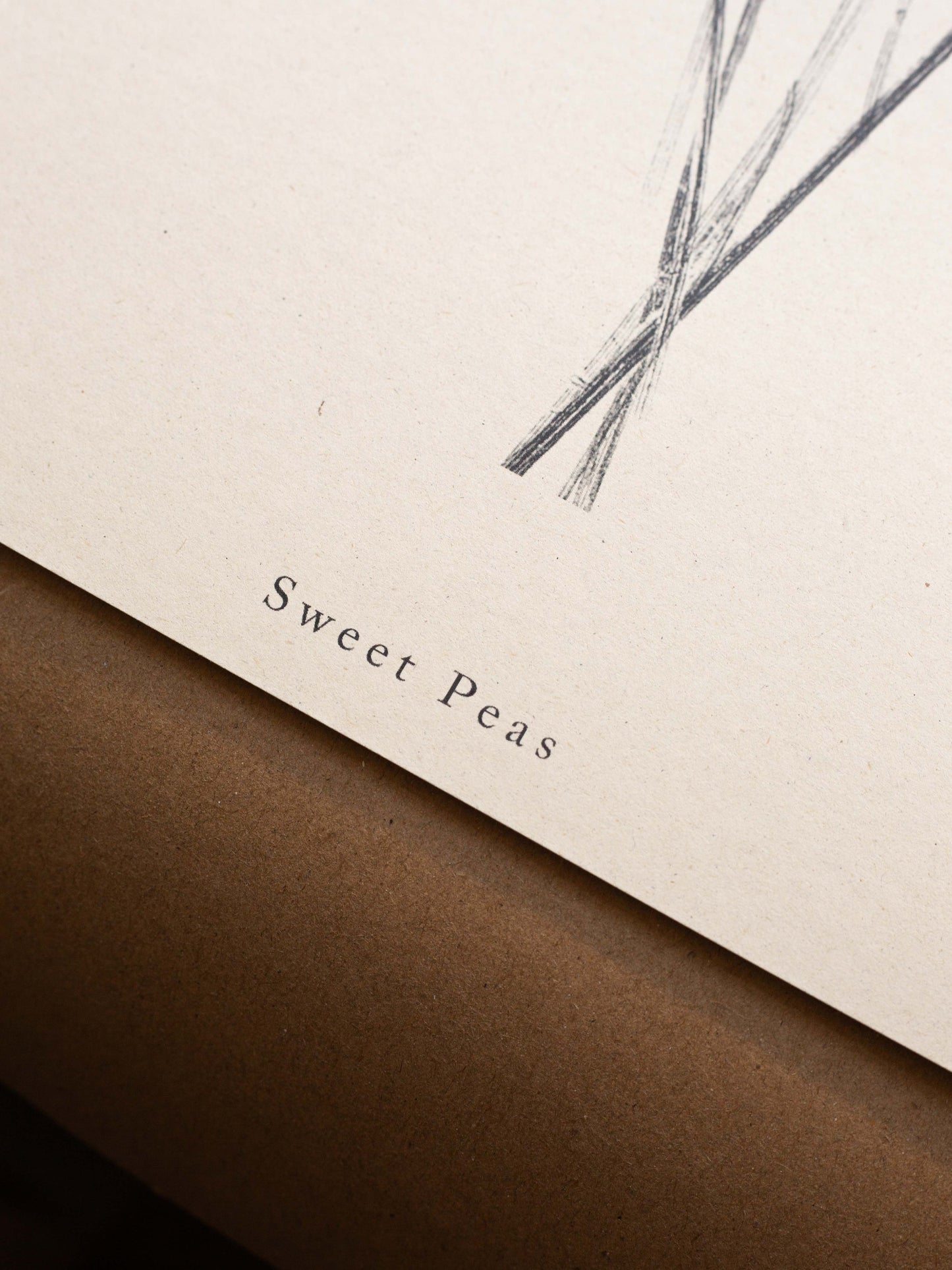 Sweet Peas - Botanical Art Print