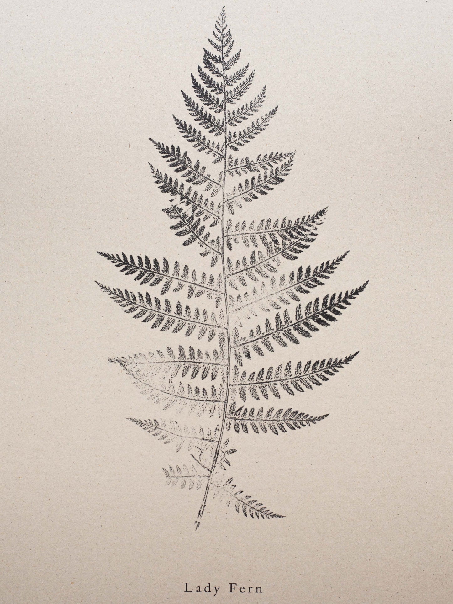 Botanical Art Print - Fern Print - Lady Fern - Wall Art A5, A4, A3