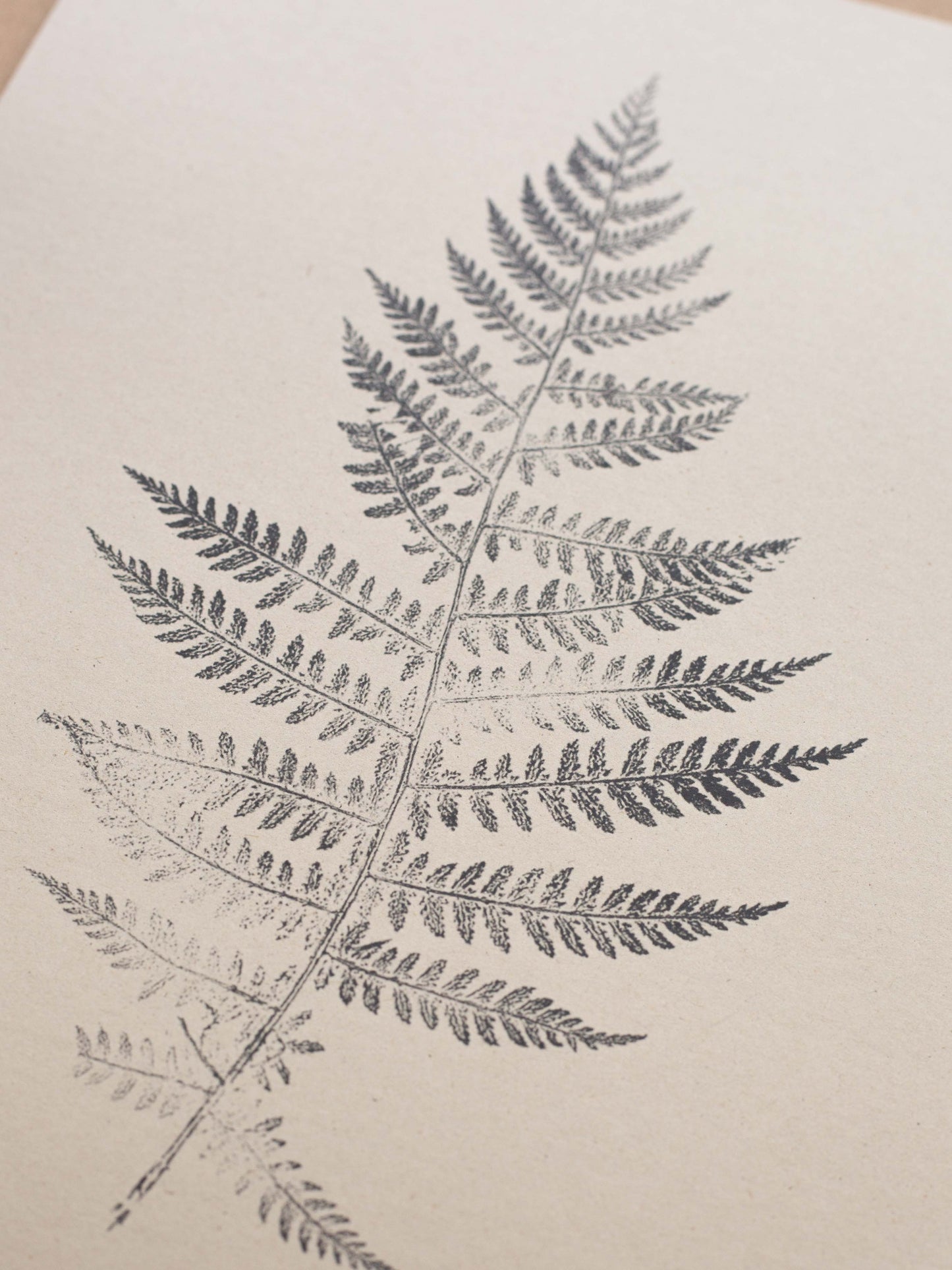 Botanical Art Print - Fern Print - Lady Fern - Wall Art A5, A4, A3