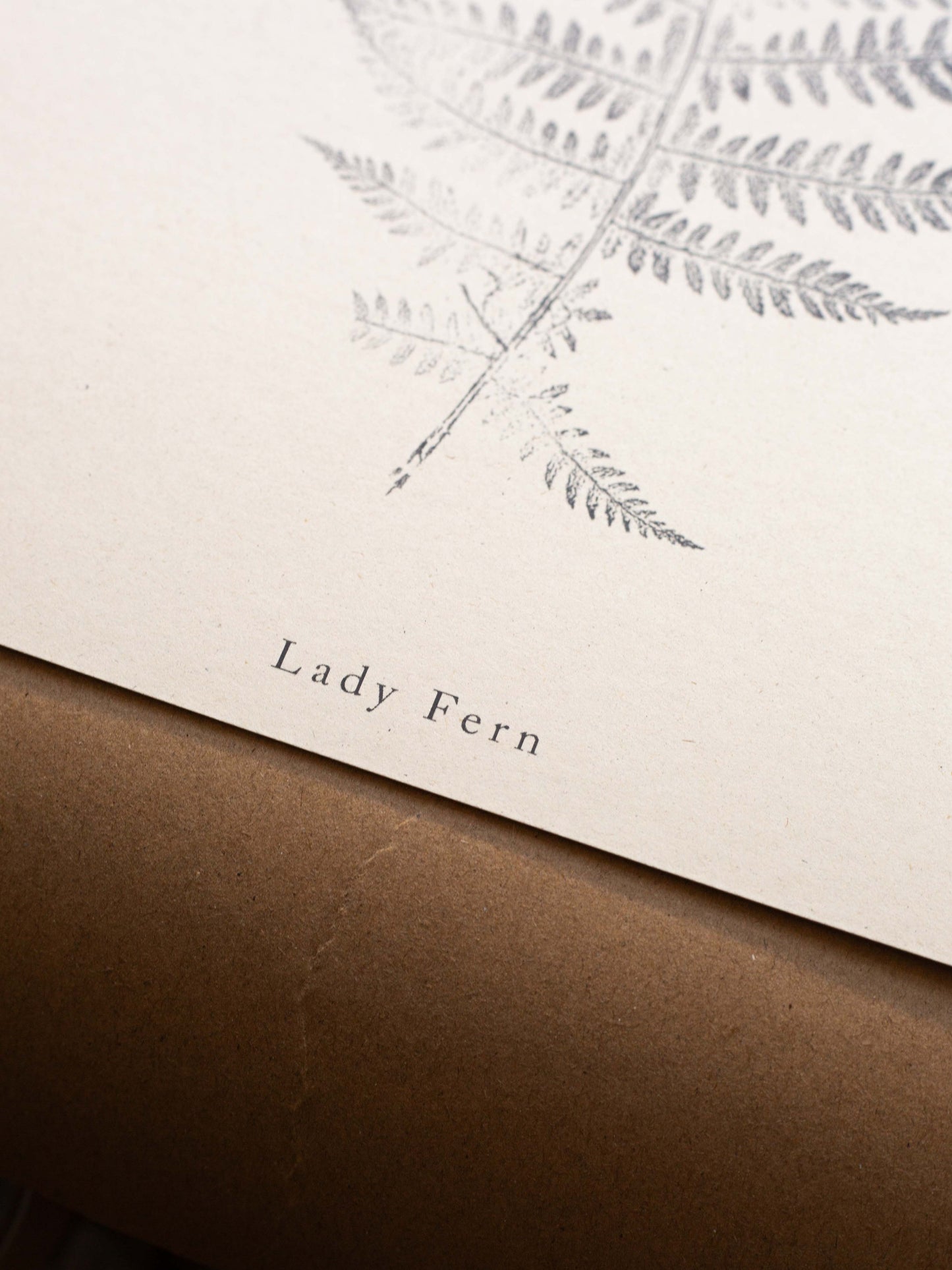 Botanical Art Print - Fern Print - Lady Fern - Wall Art A5, A4, A3
