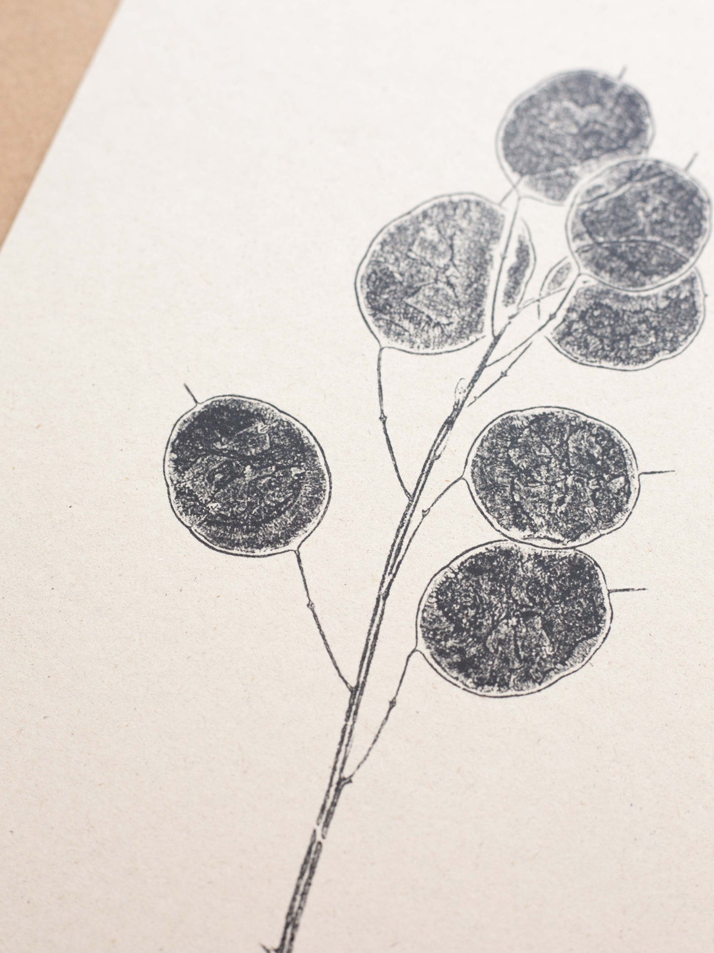 Honesty Pods - Botanical Art Print