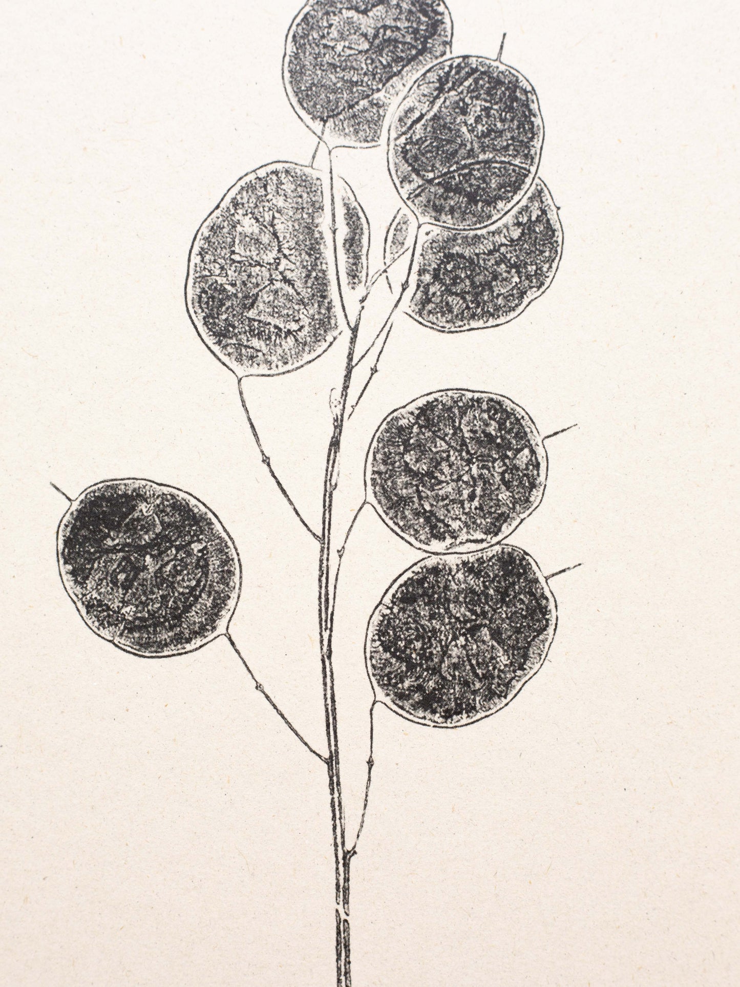 Honesty Pods - Botanical Art Print