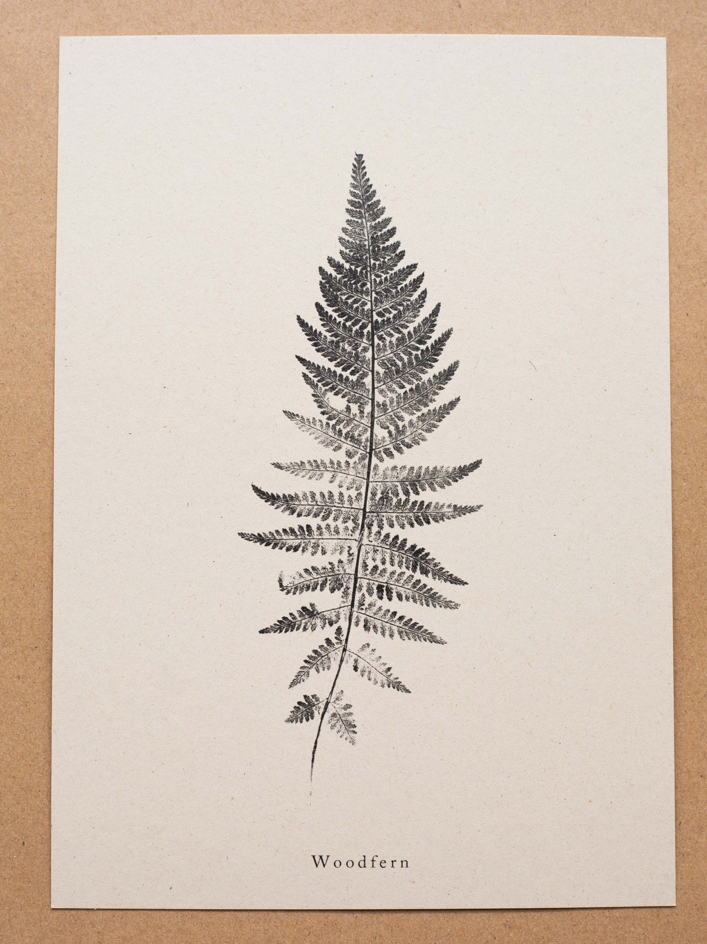 Woodfern - Botanical Art Print
