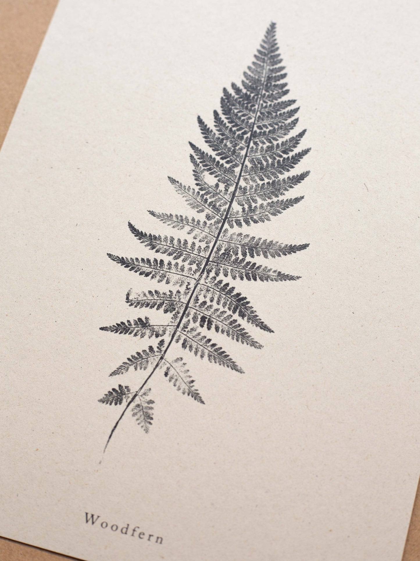 Woodfern - Botanical Art Print