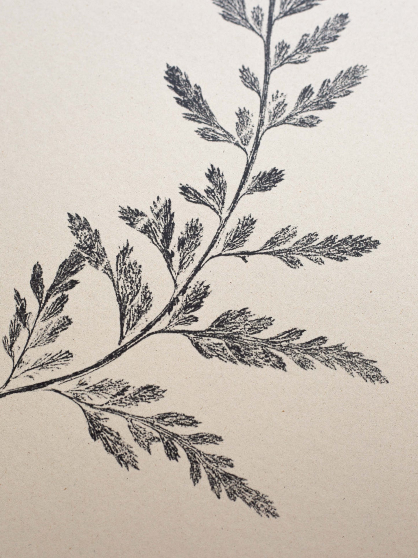 Fern Print- Botanical Art Print