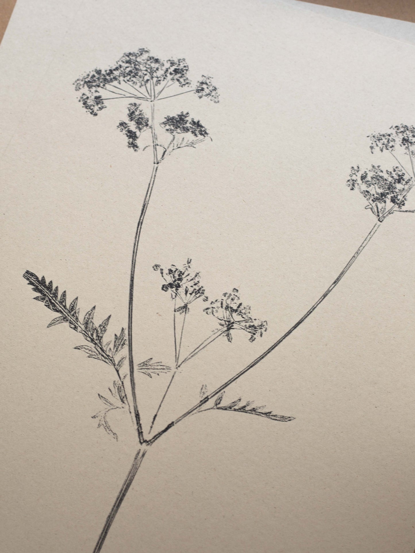 Cow Parsley - Botanical Art Print