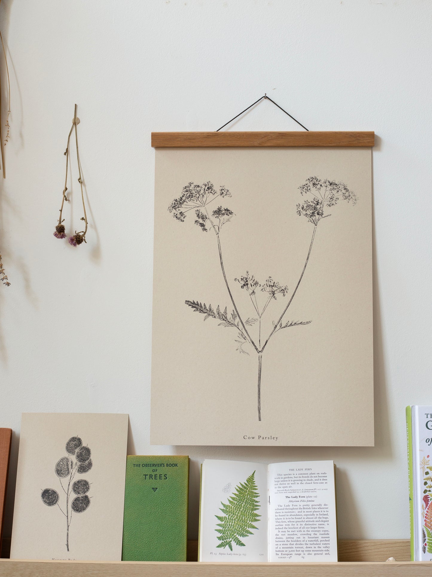 Cow Parsley - Botanical Art Print