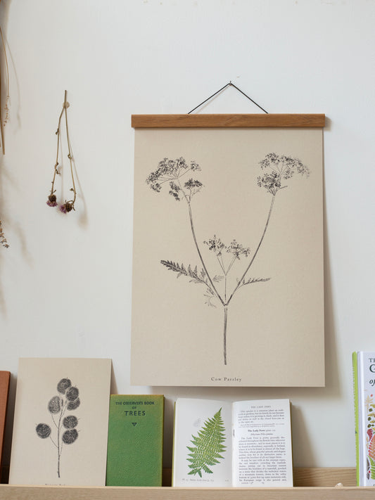 Cow Parsley - Botanical Art Print