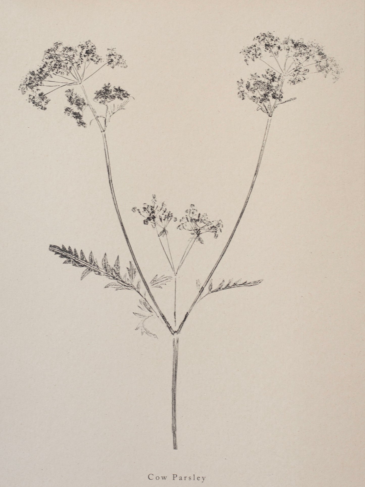 Cow Parsley - Botanical Art Print