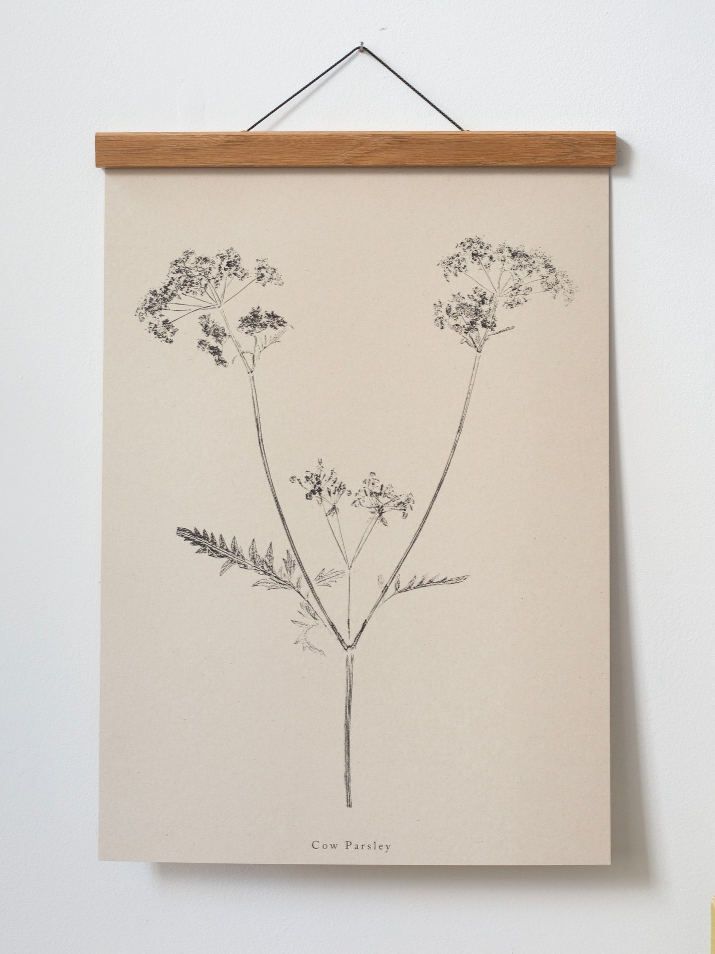 Cow Parsley - Botanical Art Print