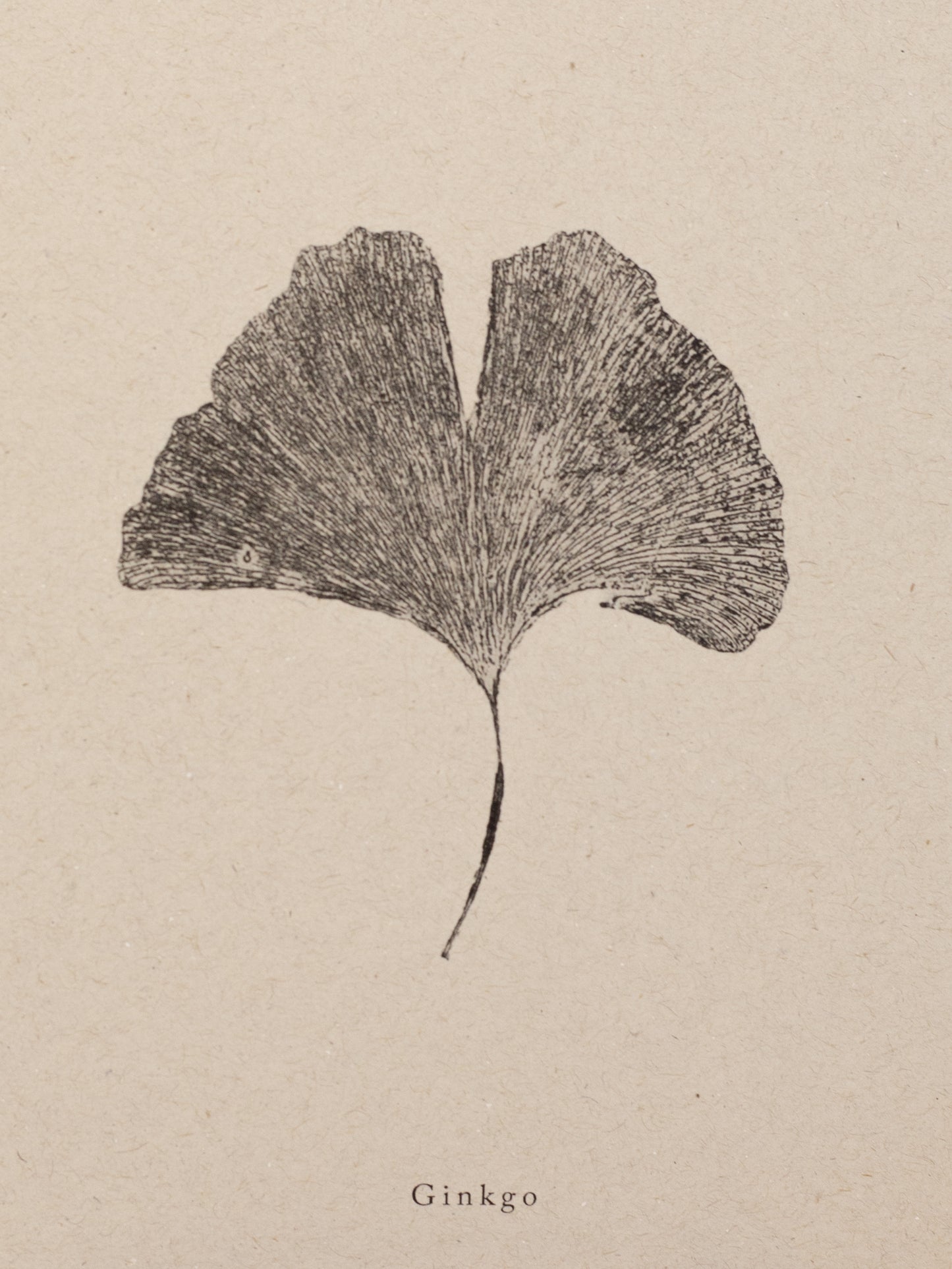 Ginkgo Leaf - Botanical Art Print
