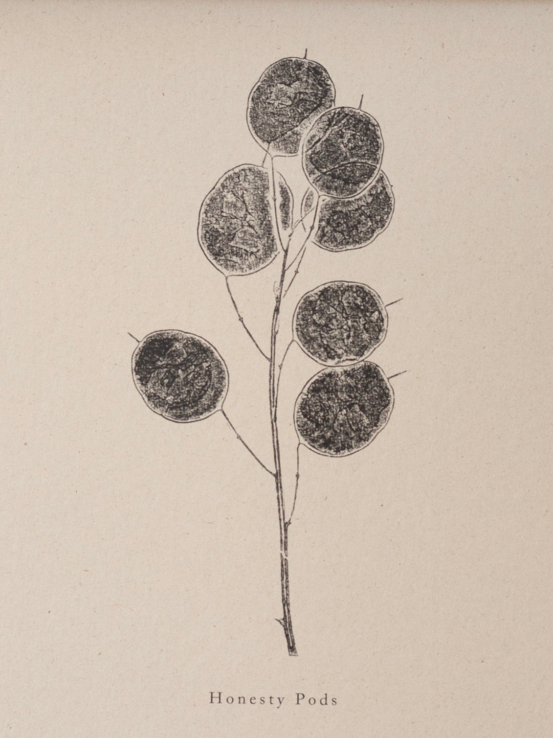 Honesty Pods - Botanical Art Print
