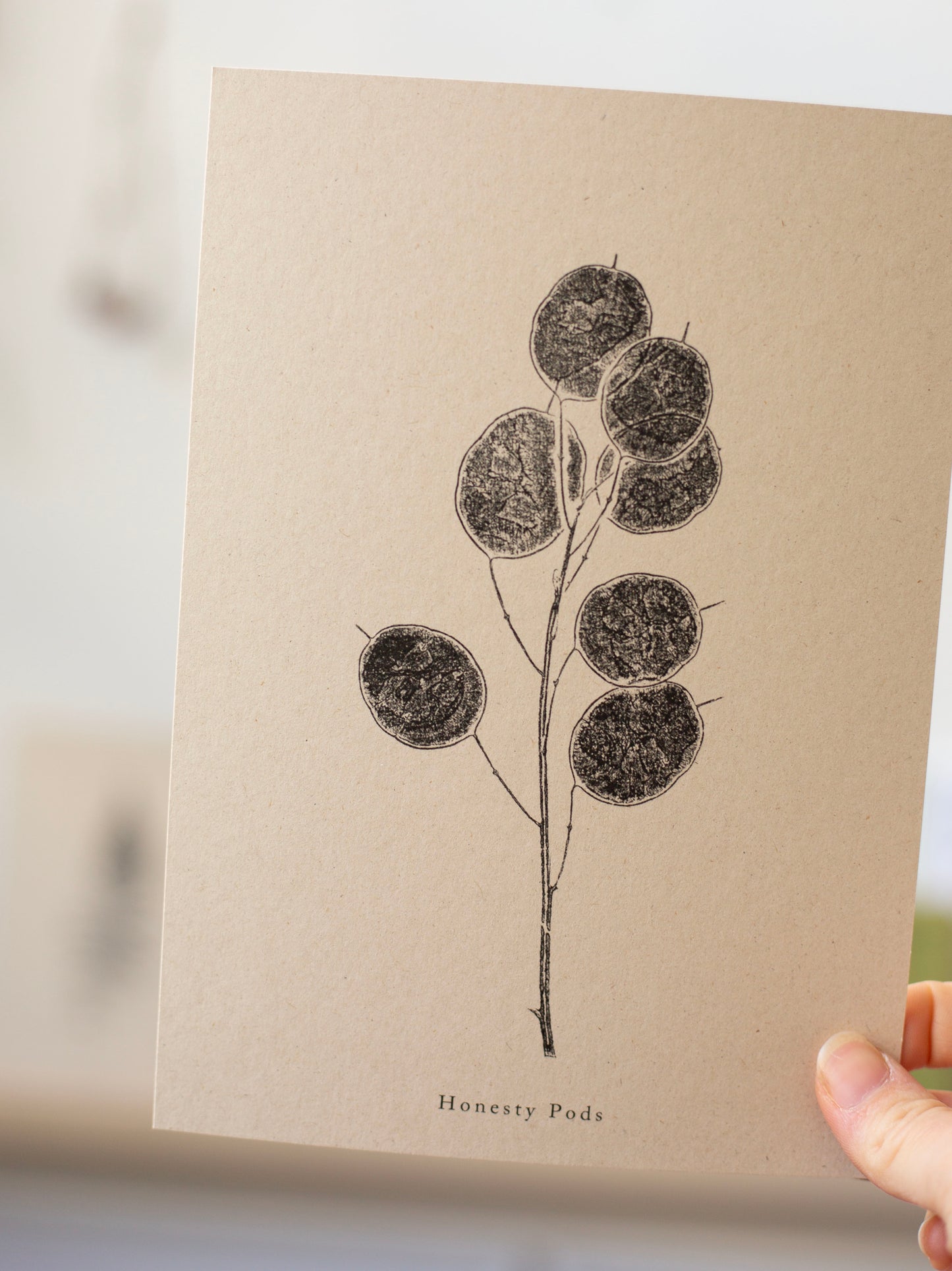 Honesty Pods - Botanical Art Print
