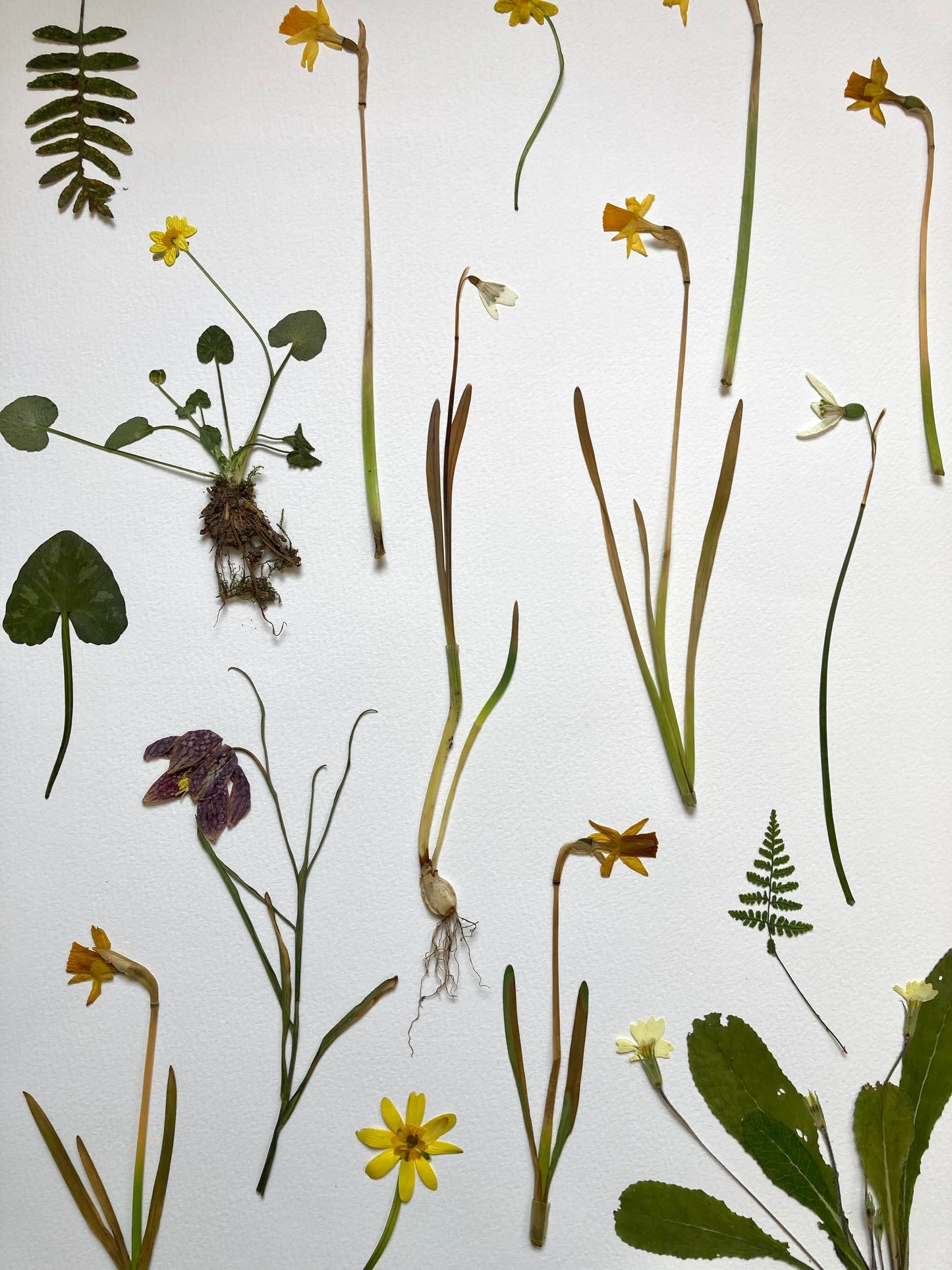 Nature Printmaking Workshop - Friday 13th June 2025