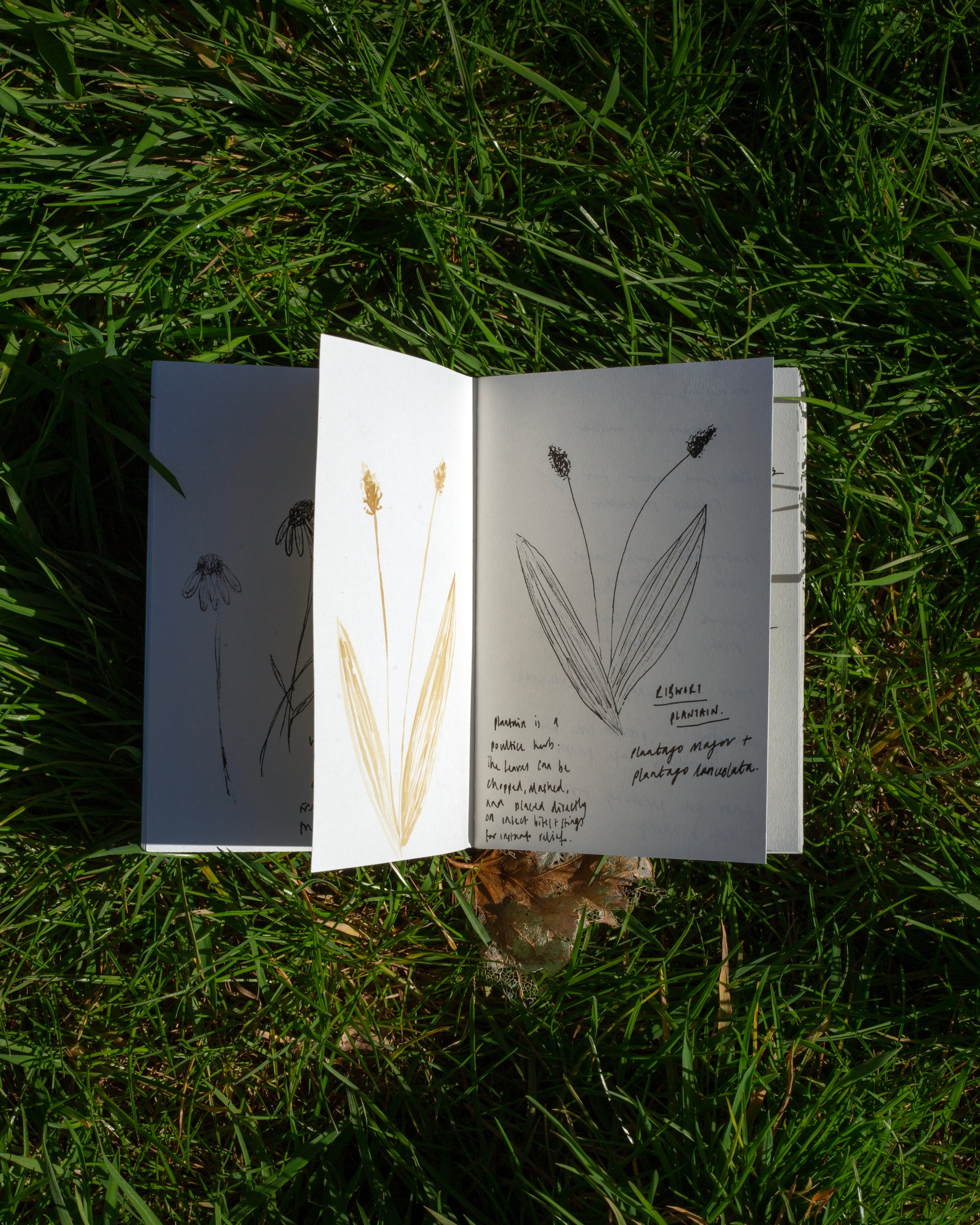 Journalling in the garden