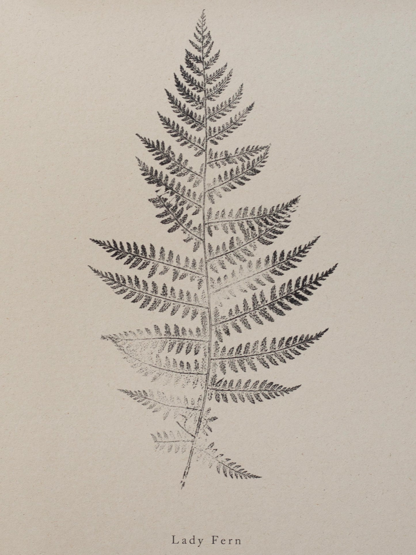 Botanical Art Print - Fern Print - Lady Fern - Wall Art A5, A4, A3
