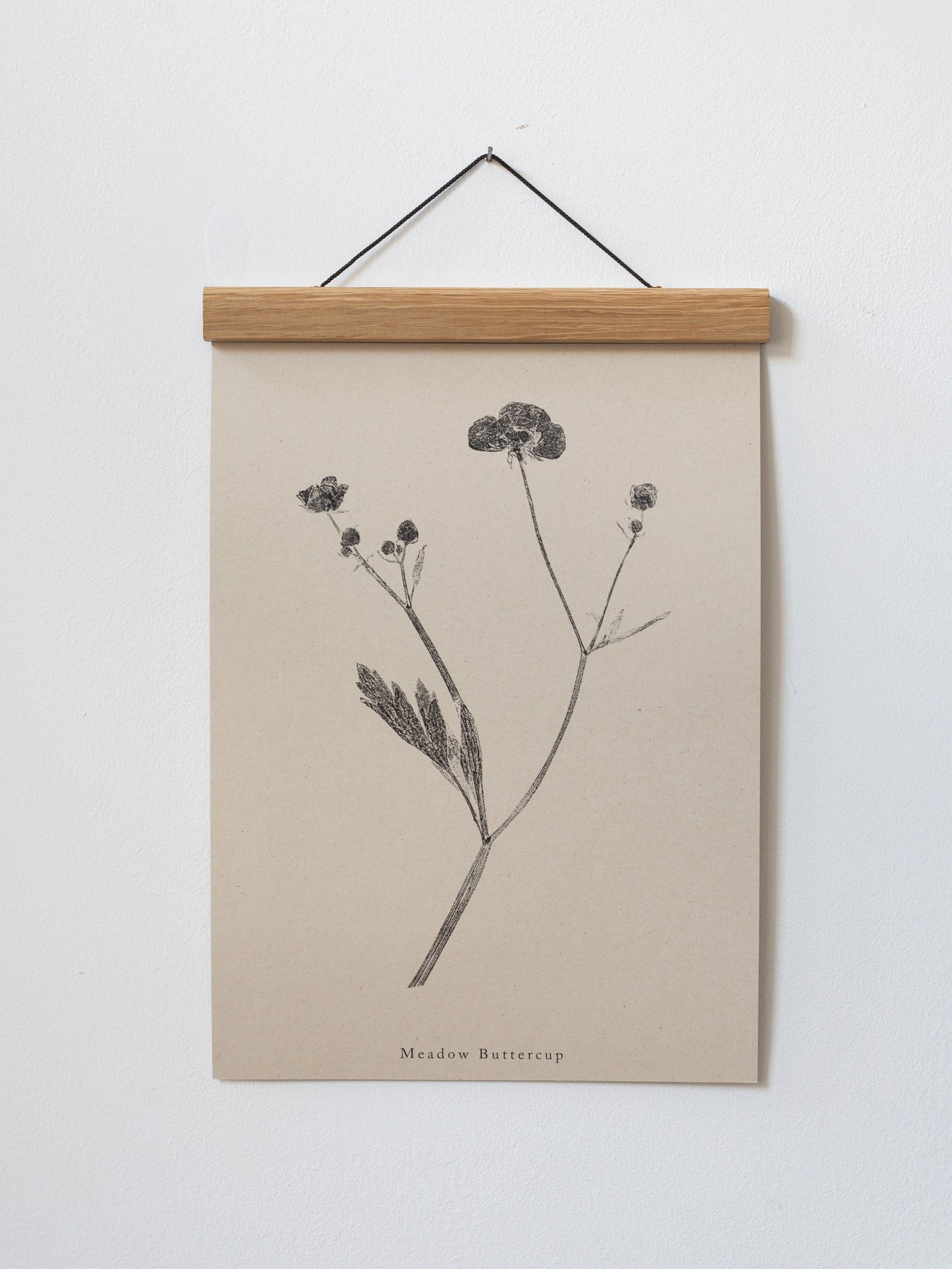Meadow Buttercup - Botanical Art Print