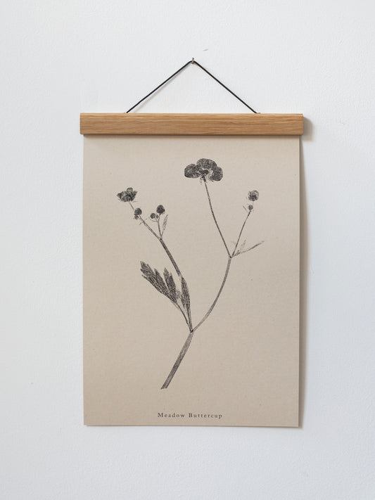 Meadow Buttercup - Botanical Art Print