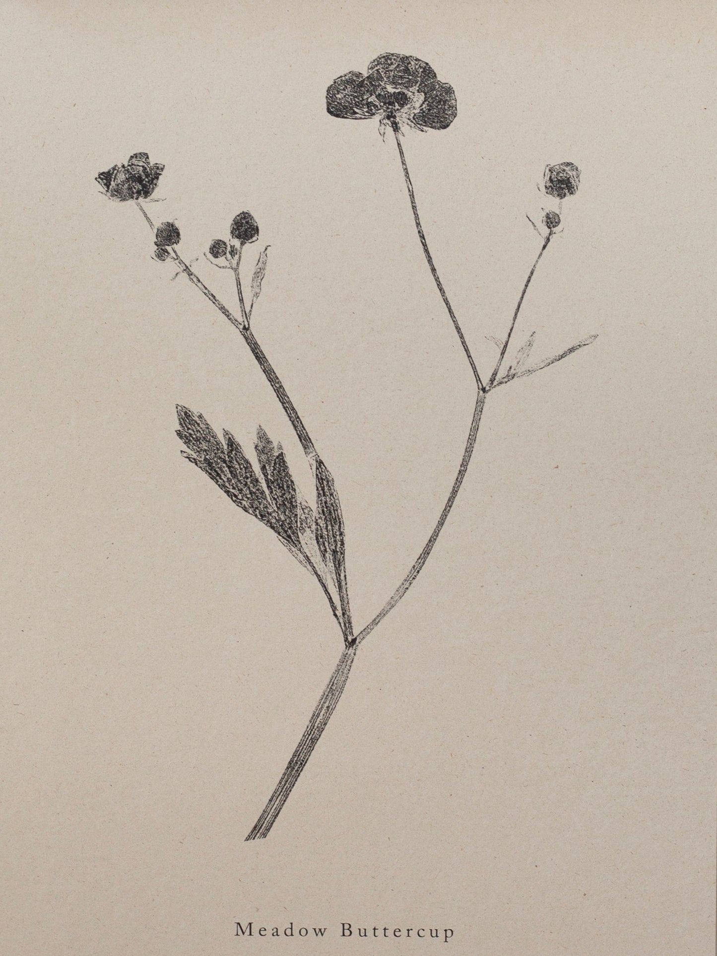 Meadow Buttercup - Botanical Art Print