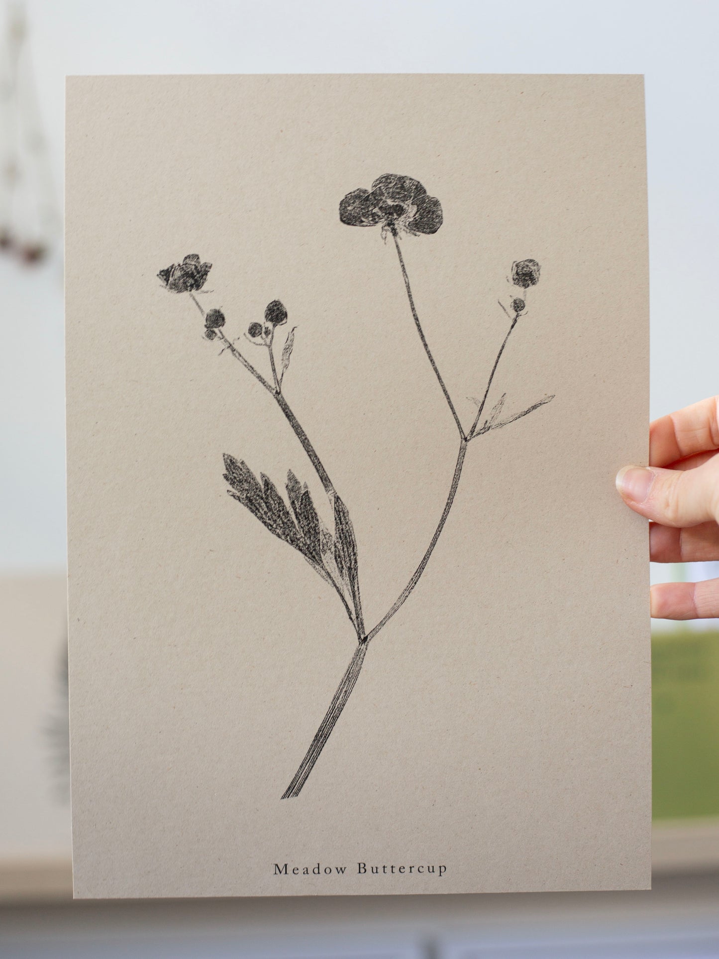 Meadow Buttercup - Botanical Art Print