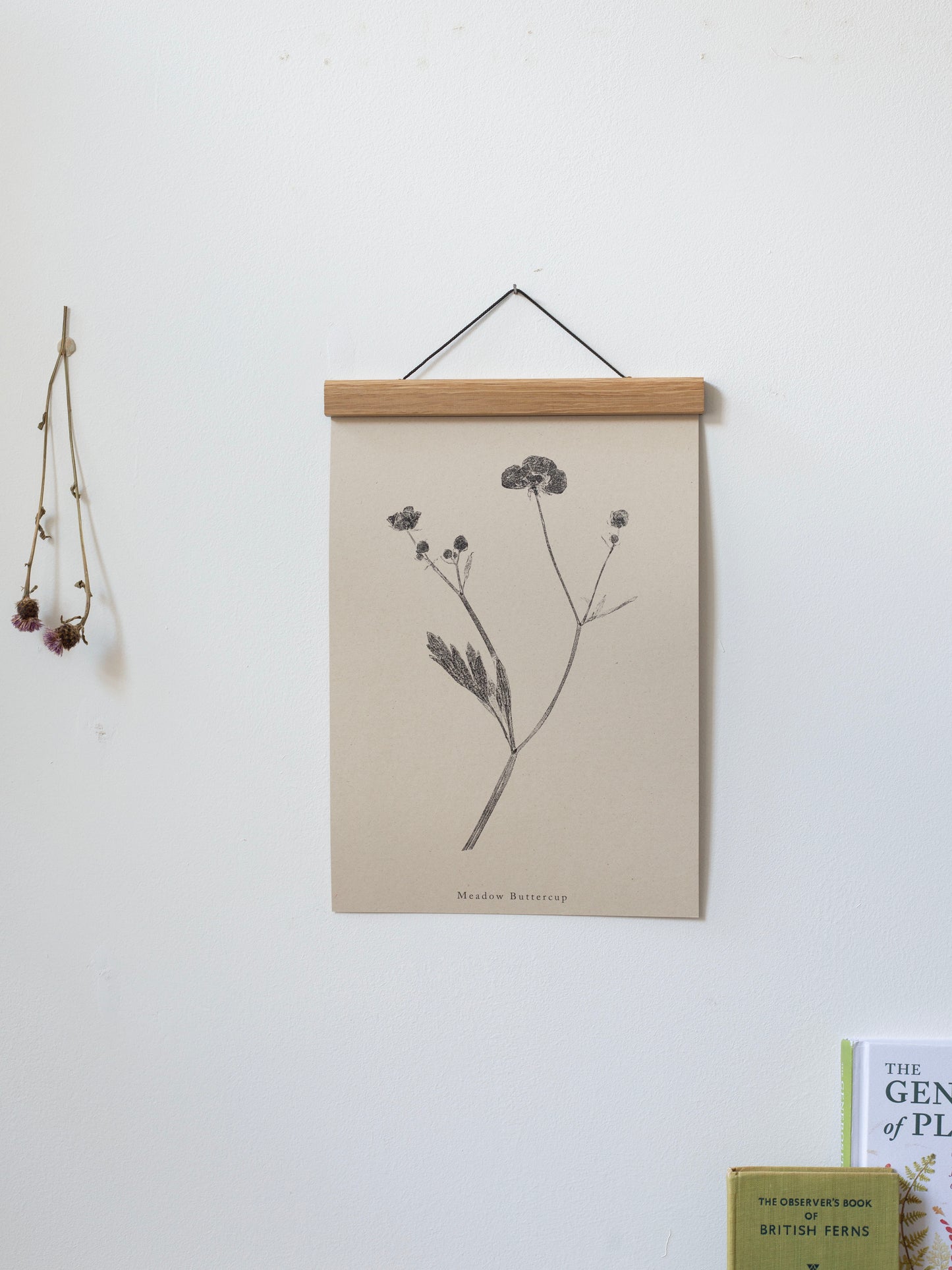 Meadow Buttercup - Botanical Art Print