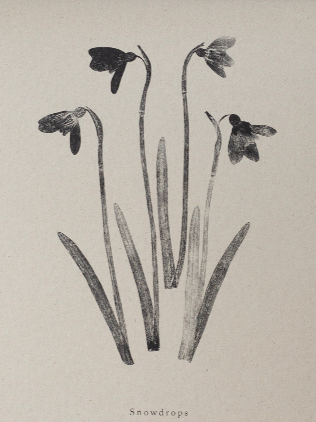 Snowdrops - Botanical Art Print