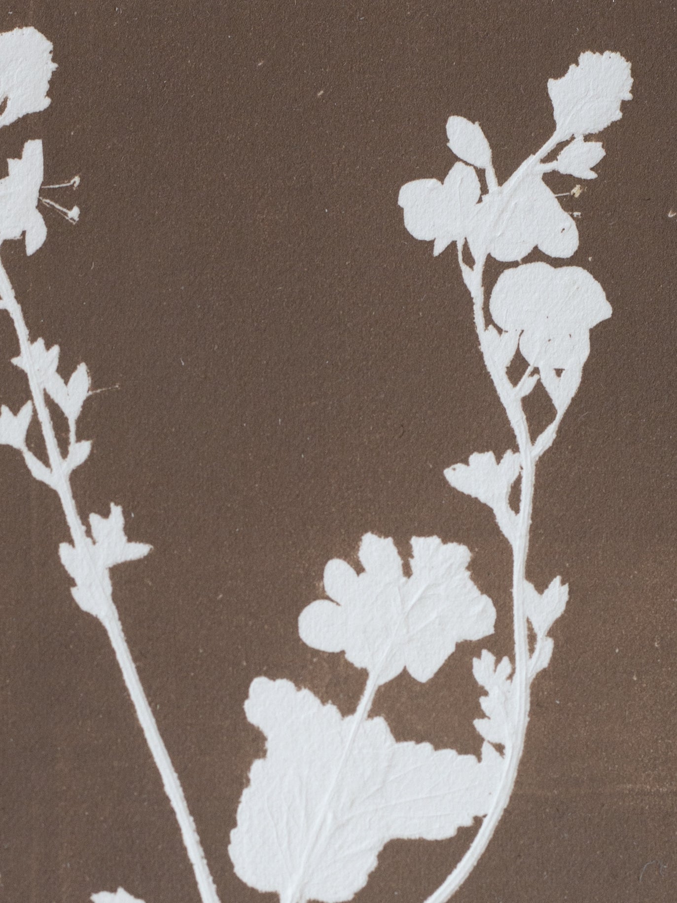 Speedwell Square Flower Original Botanical Print Framed