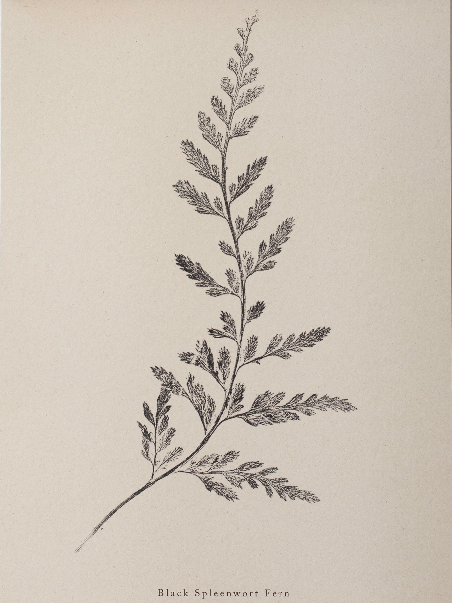 Fern Print- Botanical Art Print