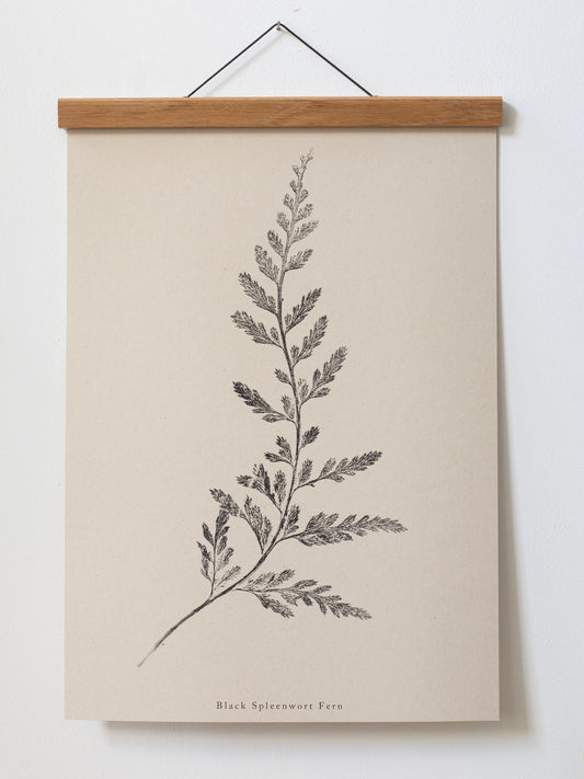 Fern Print- Botanical Art Print