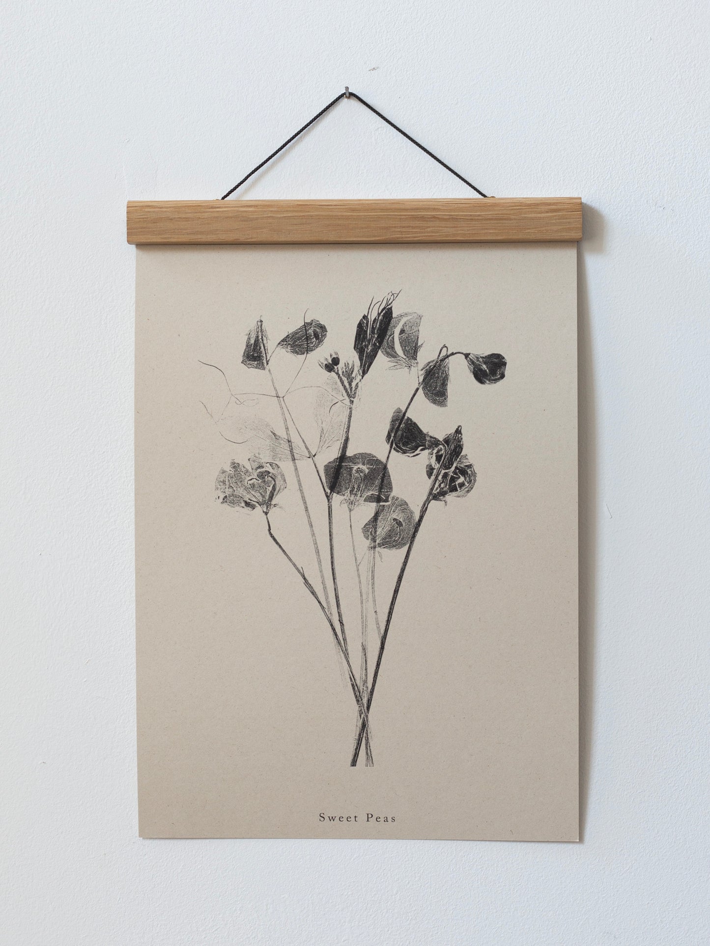 Sweet Peas - Botanical Art Print