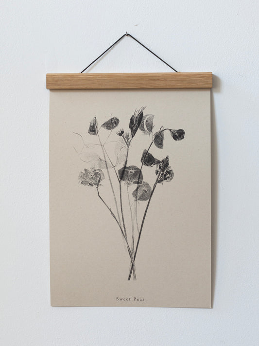 Sweet Peas - Botanical Art Print