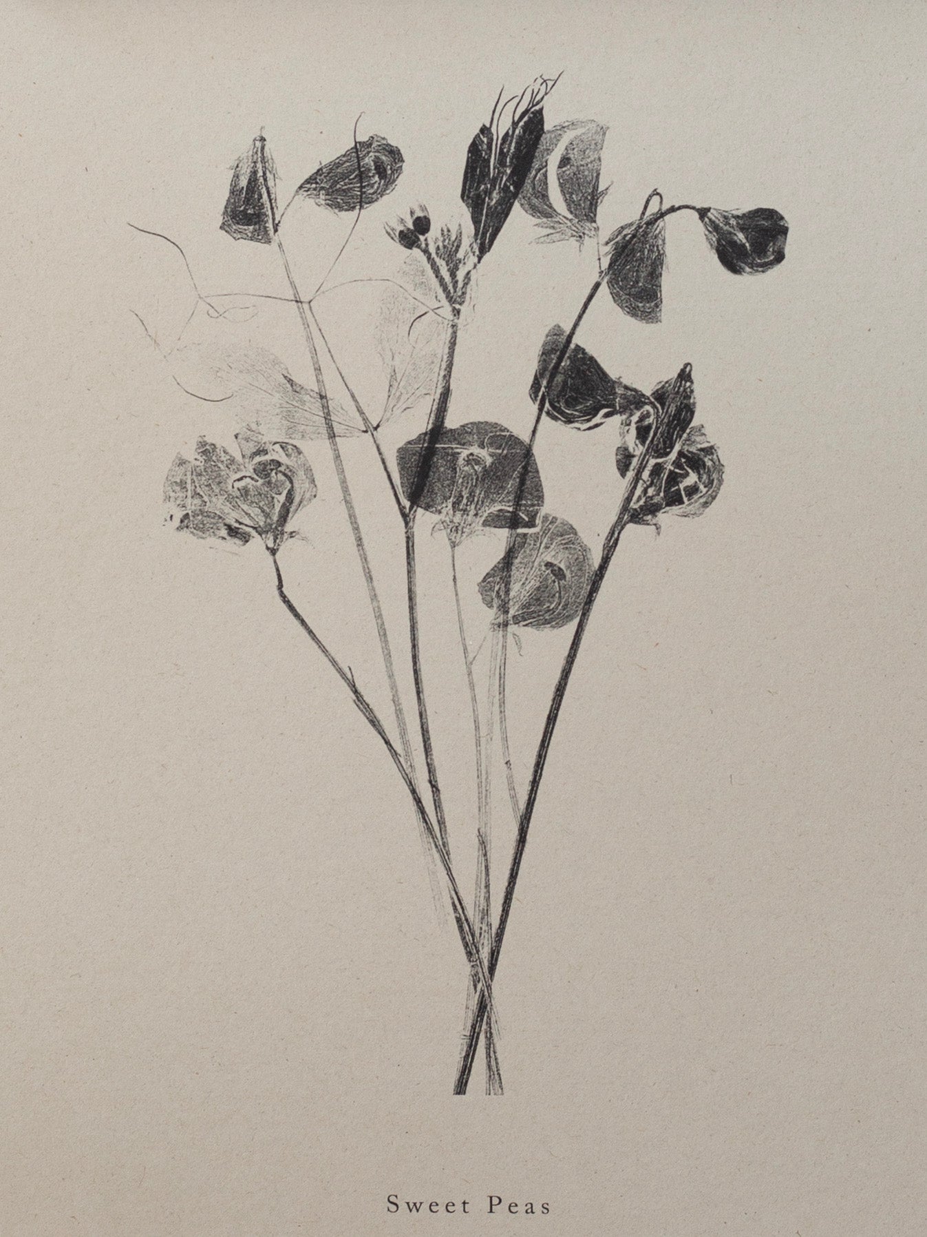 Sweet Peas - Botanical Art Print