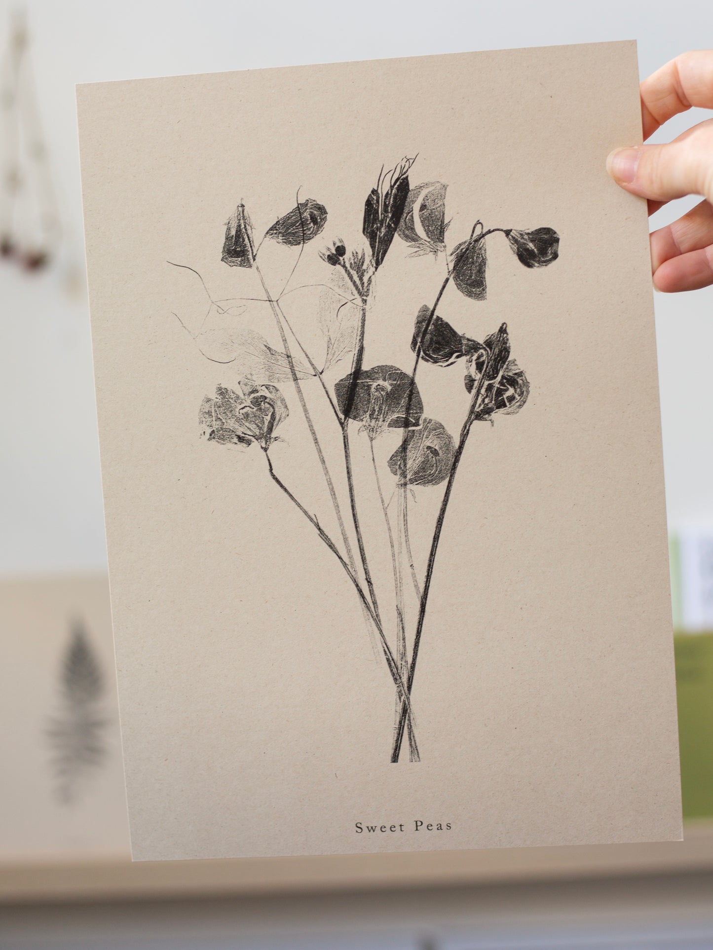Sweet Peas - Botanical Art Print